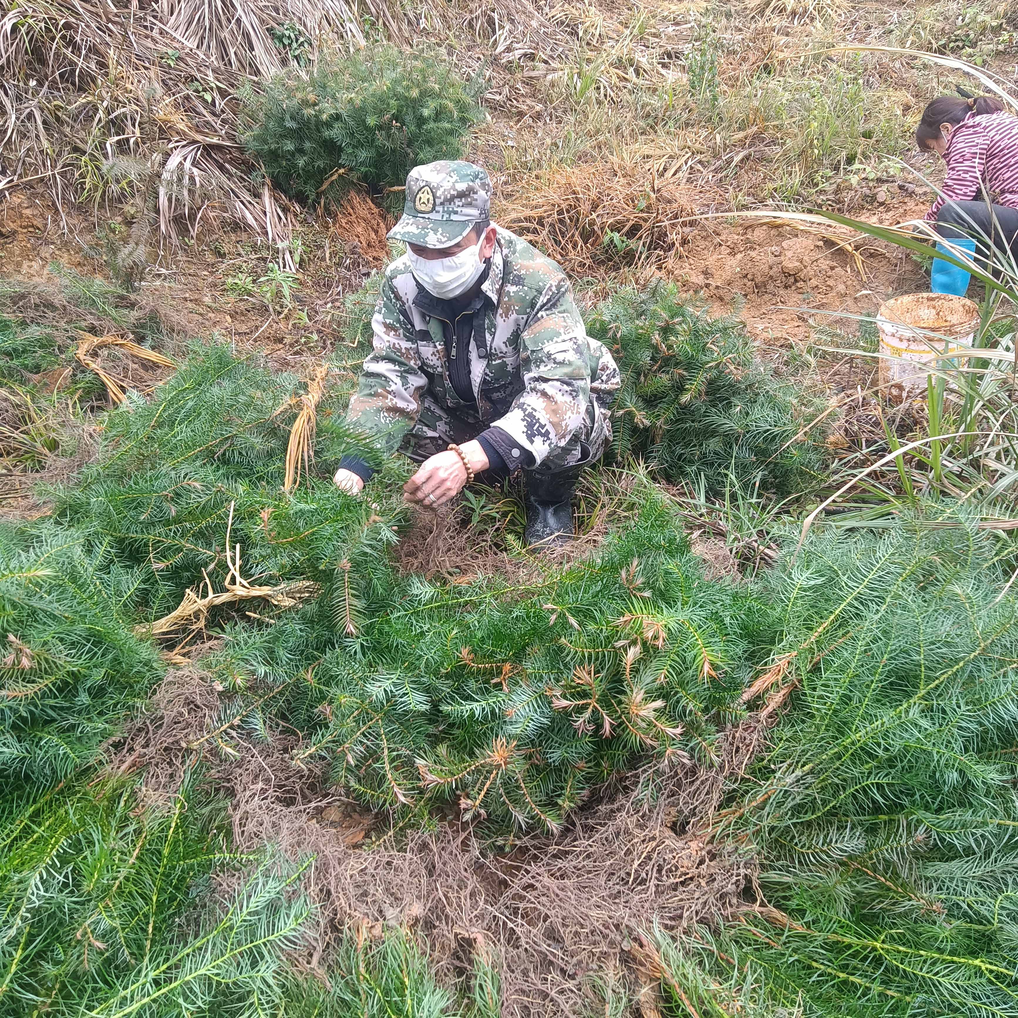 春風(fēng)拂綠，萬象更新，植樹造林正當(dāng)時